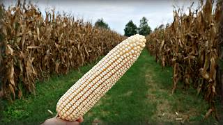 Bianco Novita E Grandi Rese