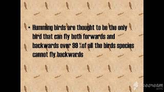 backwards fly bird