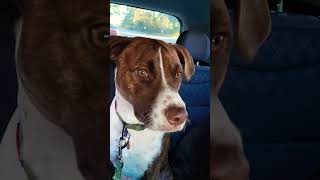 Henry Has To Know How Cool It Is To Roll With Bella