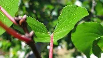 Tập huấn hướng dẫn sử dụng hệ thống học trực tuyến VNPT E-Learning dành cho Tiểu học