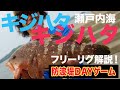【デイゲームアコウ】爆風のロックフィッシュ。高難度のデイゲームをどう攻略するのか?最後に嬉しい外道も。【地球遊び#117】