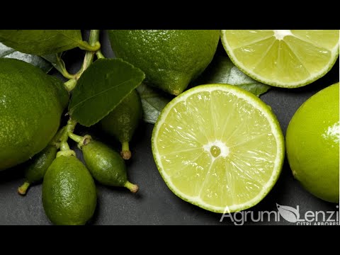 Video: Limoni, Lime, Pompelmi, Oh Mio! Una Guida Per Principianti Ai Cocktail Di Agrumi