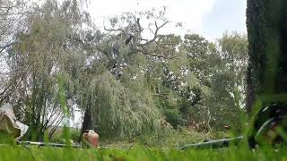 30% Willow Reduction With A LONG Drag- Time-lapse