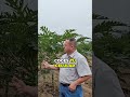Agrolink: Tu Fuente Directa de Información Agrícola #shorts