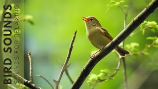 Birds Chirping - Soothing Bird Sounds, Sleep & Relax with Forest Birds Chirping and Singing