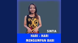 Hari Hari Mengumpan Babi