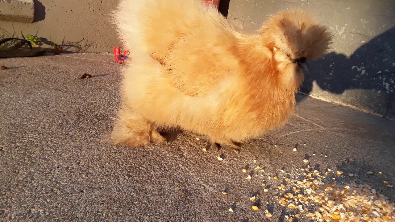 Gallina japonés - YouTube