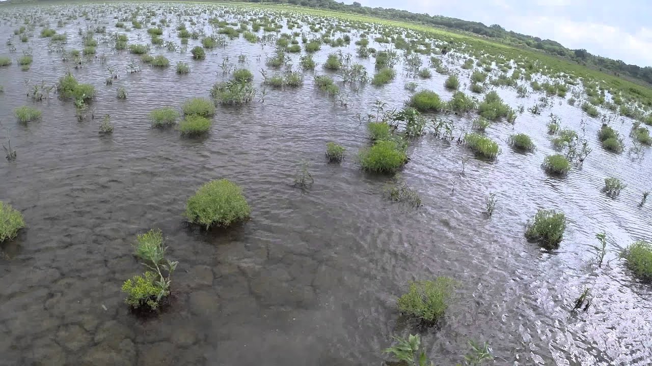 North Texas Retriever Trainers