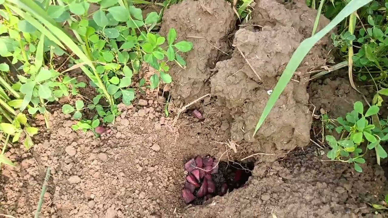  Ham ja rhe he chuho ko marne ke liye 