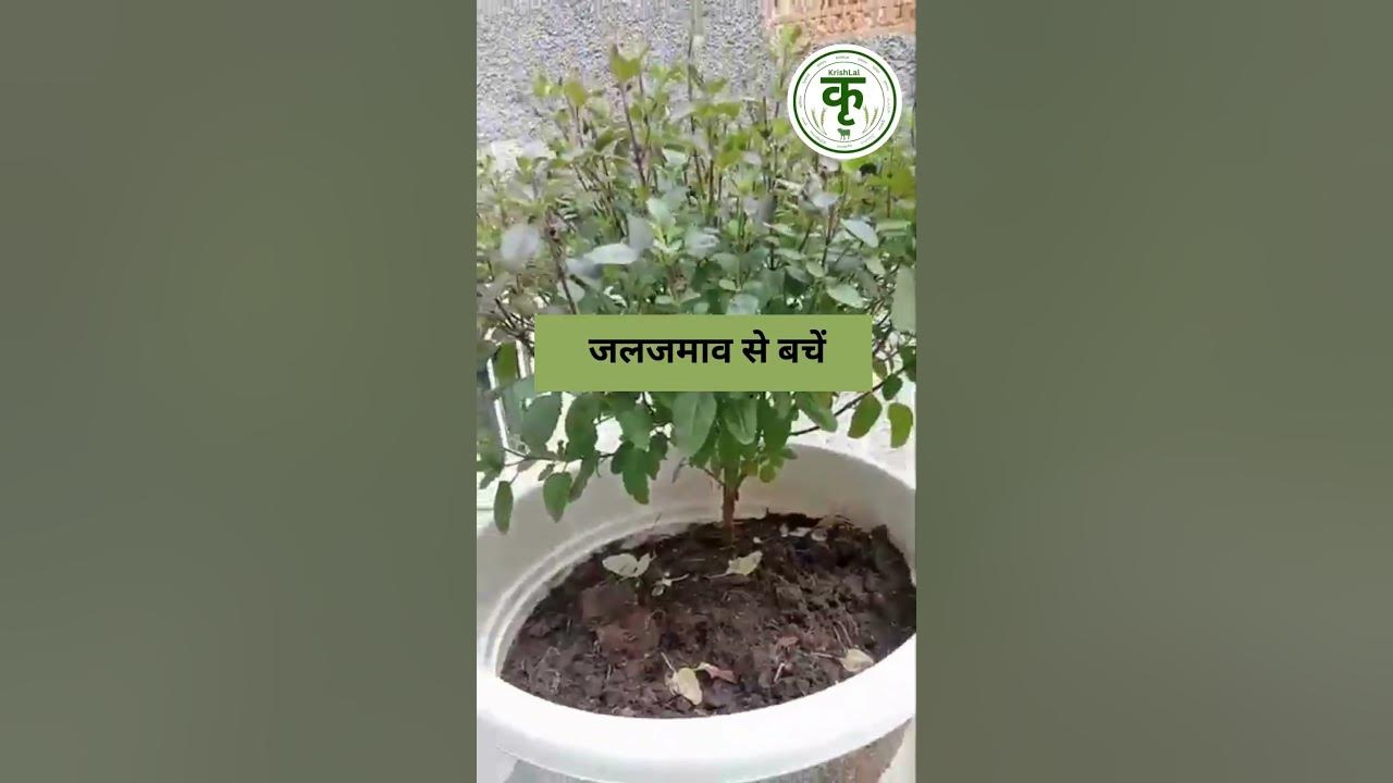 How To Take Care Of Tulsi In Winter How to take care of Tulsi plant in winter| अब ठंड में नहीं सूखेगी तुलसी