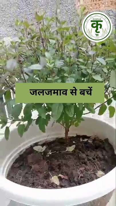 How To Take Care Of Tulsi In Winter How to take care of Tulsi plant in winter| अब ठंड में नहीं सूखेगी तुलसी