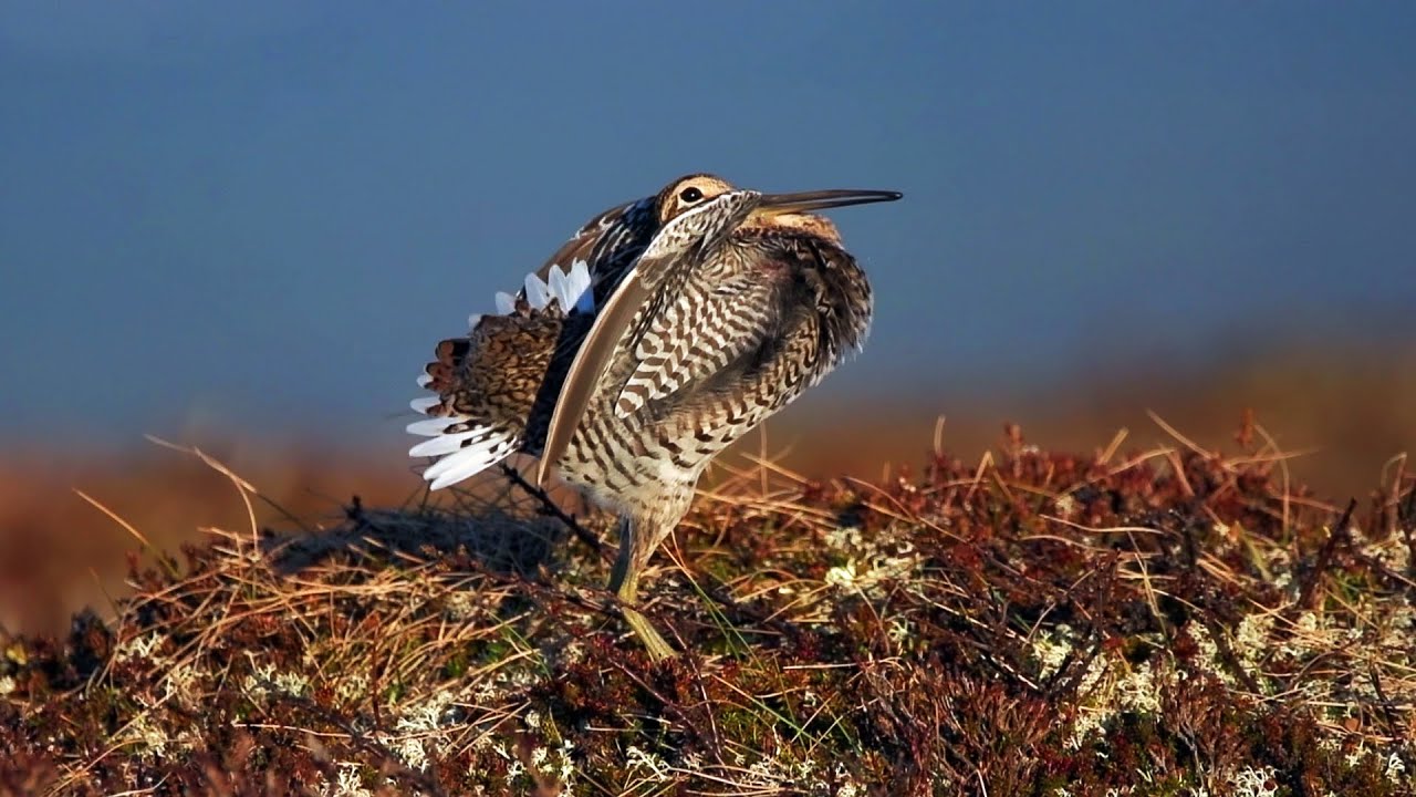 Great snipe (Gallinago media)