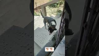 get under kadm 🐕 mat badhana🤓#doggielife #doglove #dodo #shortvideo
