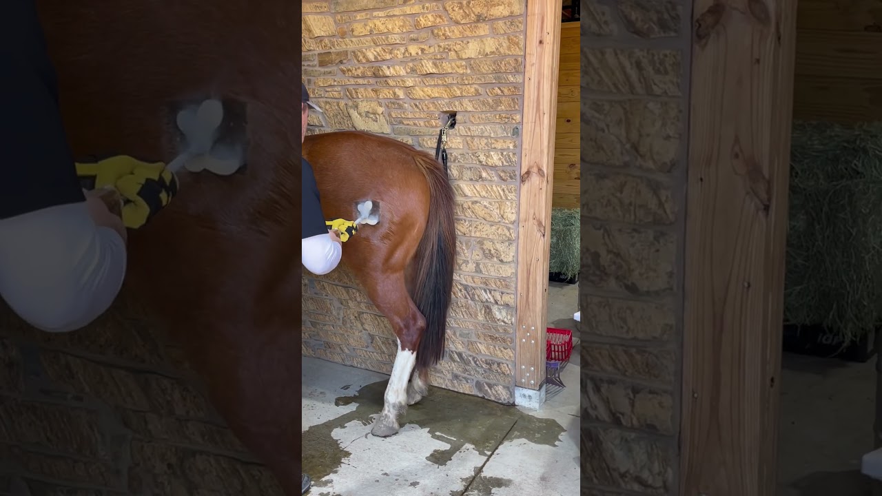 Freeze branding our permanent horses.