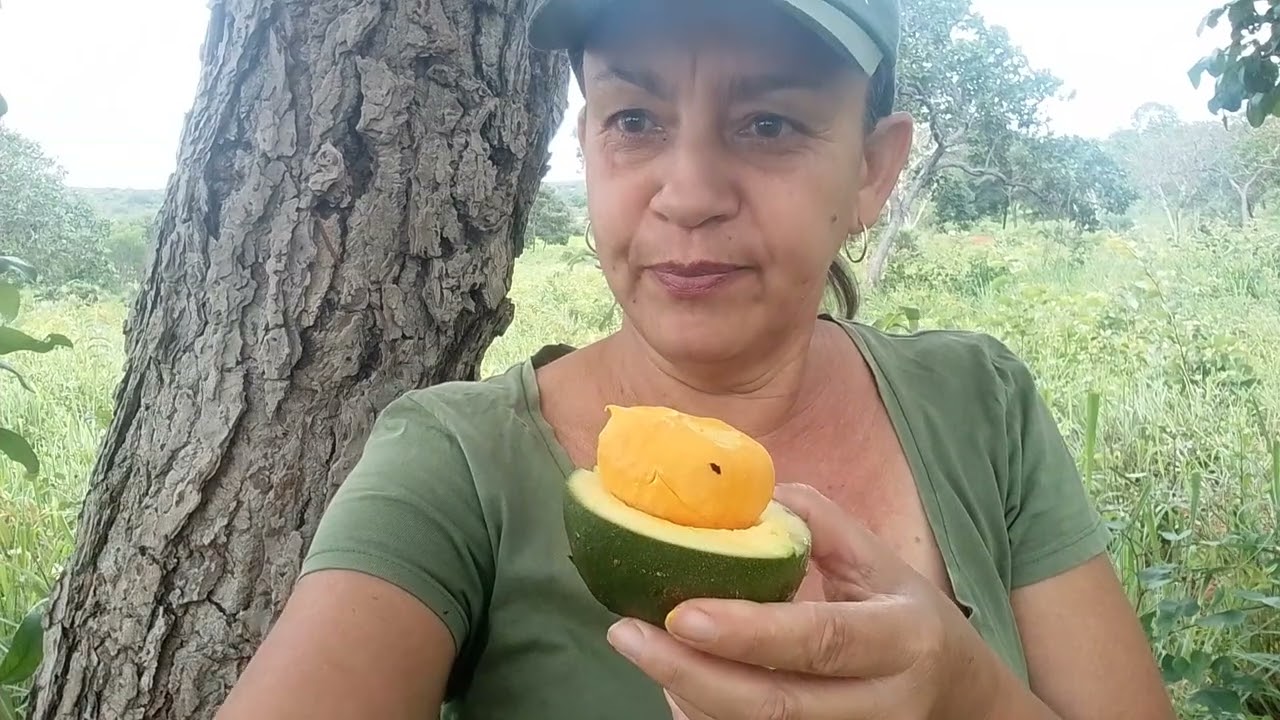 PARTINDO PEQUI #PEQUI/COMO O FRUTO COMEÇA GANHAR FORMA.