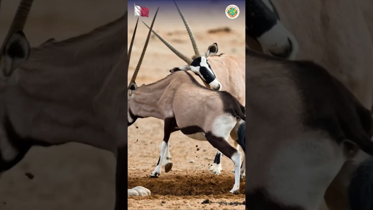 Qatar's Secret Animal! 🤫 | 