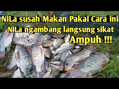 mancing-nila-tehnik-konyol-solusi-ikan-tidak-mau-makan-tehnik-garong/-nyekrak