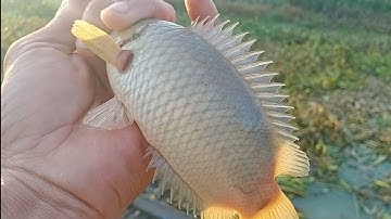 Câu cá rô đồng, cá thác lác.câu xa nhưng được điểm cá khủng dựt rung tay luôn.