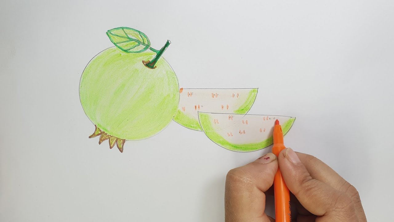 Featured image of post Guava Drawing Pictures Guava is a tropical plant originating from brazil