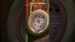 double fertilisation in flowering plants