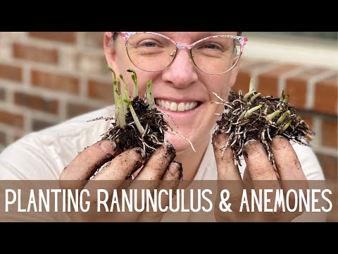 Video: Ranunculus anemone (metlenica): opis, fotografija, sajenje in nega