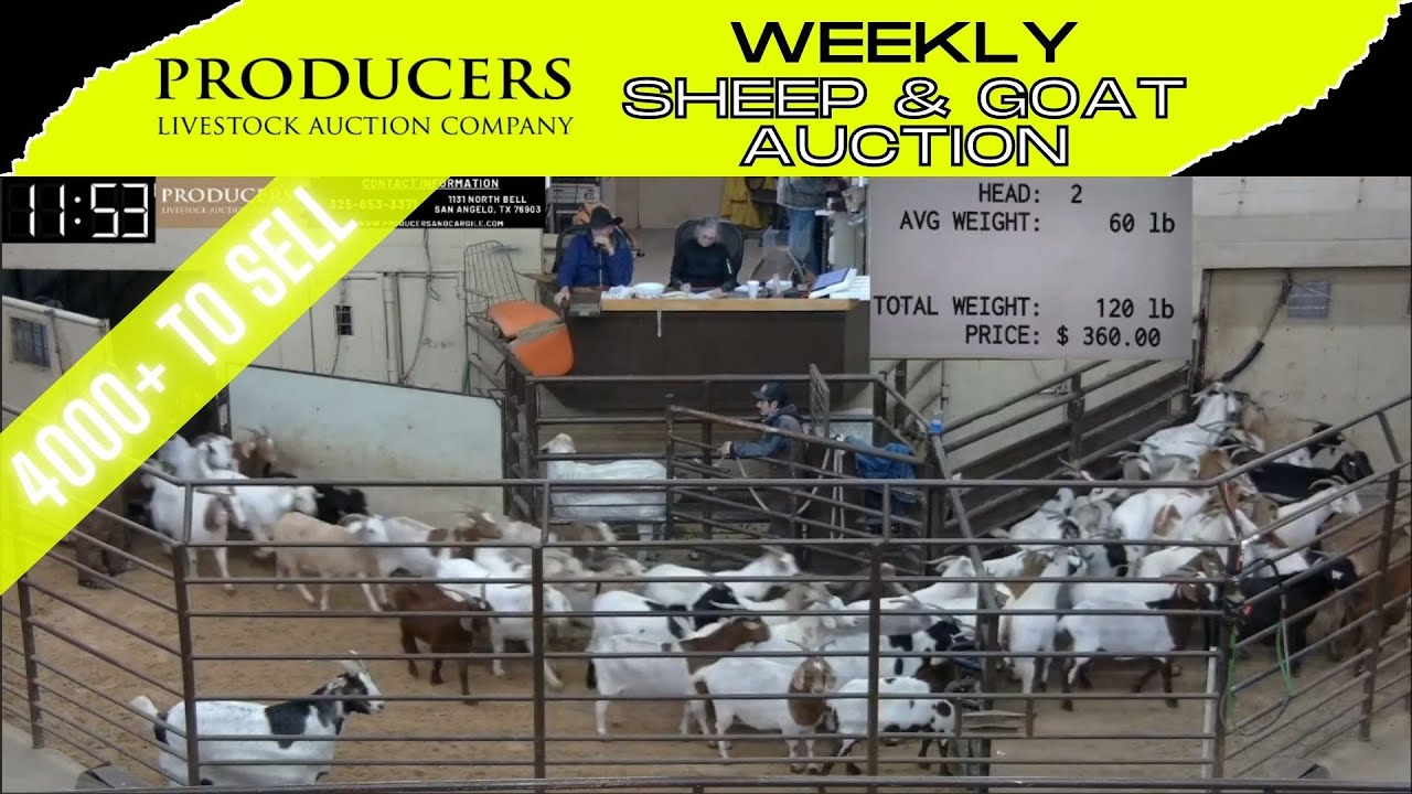 2/14/2023 Producers Livestock Auction Company Sheep & Goat Auction