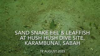 Sand Snake Eel & Leaffish at Hush Hush Dive Site, Karambunai, Sabah on 19 August 2023