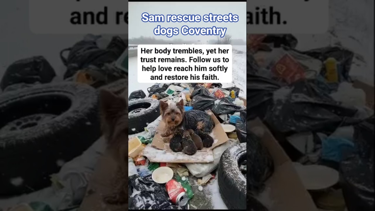 Sam rescue streets dogs Coventry 🐕 rescue dog mother with her puppy 🐶 in dump yard