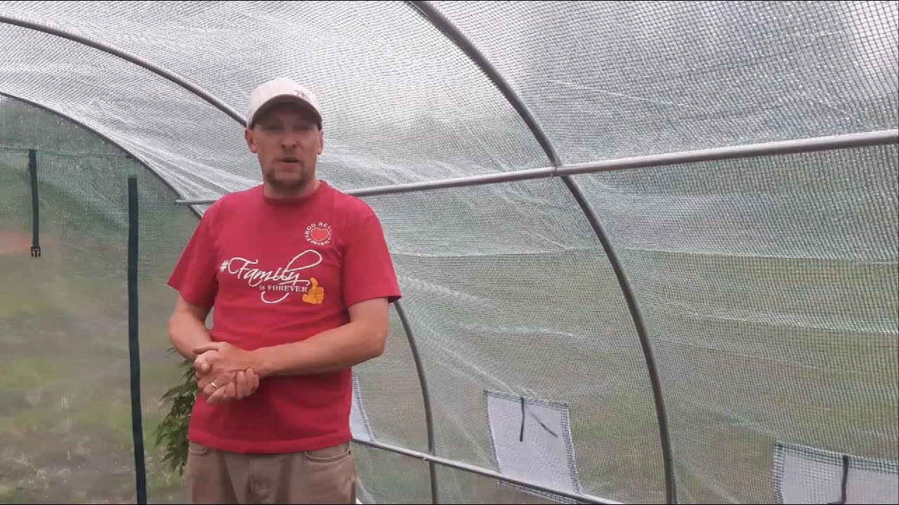 seed to harvest - Thin mint auto and ak47 auto - the first days of flowering E1