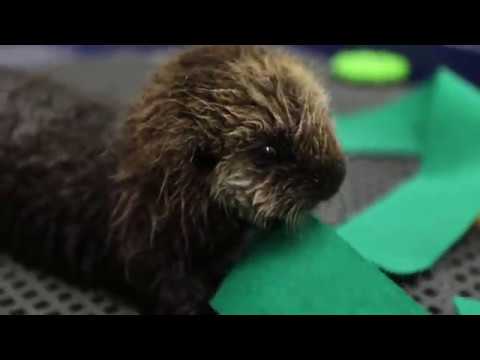 Video: Pet Scoop: Otter Pups yatim piatu Menjadi Teman, Domba Geser Darurat di Australia