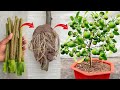 Summarizing how to propagate fruit trees with unique simple branches at home and save money