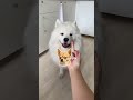 My dog 🐕 vs normal dogs 🐶🥲😂