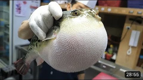 Amazing Skills Of Blowfish Cutting And Toxic Cleaning | Like And Subscribe #hardinicooking