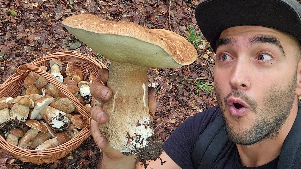 Cèpes 2024 🤩! INCROYABLE pousse du 13/07/2024.