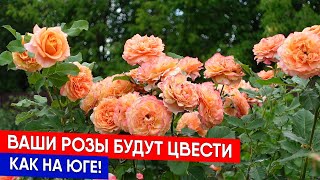 видео: Ваши розы будут цвести как на юге! картинка: Ваши розы будут цвести как на юге!