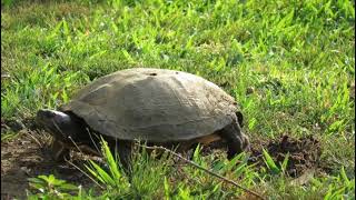 Old Mama Painted Turtle Digging Her Nest