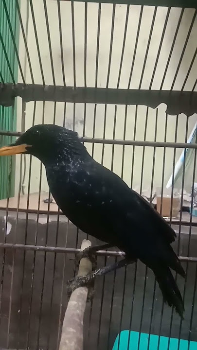 Burung Ciung Batu||minat #burung