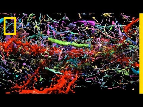 Beautiful 3-D Brain Scans Show Every Synapse | National Geographic