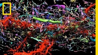 Beautiful 3-D Brain Scans Show Every Synapse | National Geographic