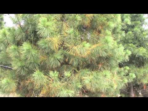 Video: Aleppo Pine Tree Care - Pelajari Tentang Aleppo Pines In The Landscape