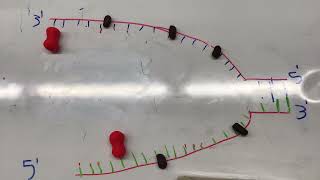 DNA Replication