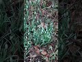 First snowdrops of 2025