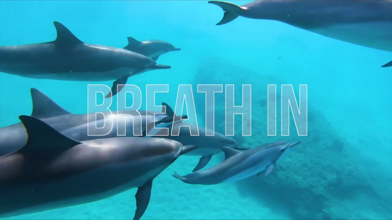 Relaxing music | Dolphins