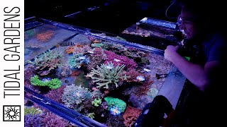 Return visit to this 1000-gallon Reef Aquarium! - Podcast with Ryan Reeves