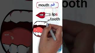 mouth parts أجزاء الفم بالانجليزي #shorts