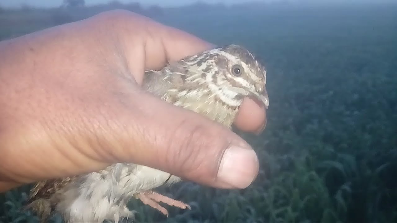 SUBHA K TIME BATAIR KA SHIKAR BATAIR HUNTING YouTube