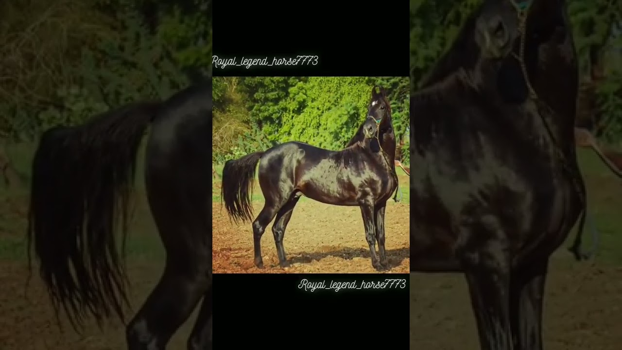 Marwadi Stallion:- Hidalgo ll Attitude ♠️🤟 ll From hukam garh stud 