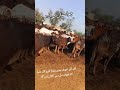 #trending #desiviilagelifetstyle #cow #farming #pindawale #brand