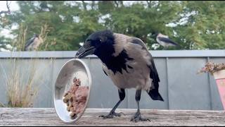 My crow breakfast highlights from August