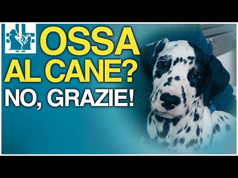 Video: I cani sono davvero den ai animali?